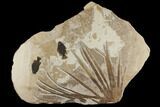 Fossil Palm Frond and Two Fish (Priscacara) Plate - Wyoming #172949-1